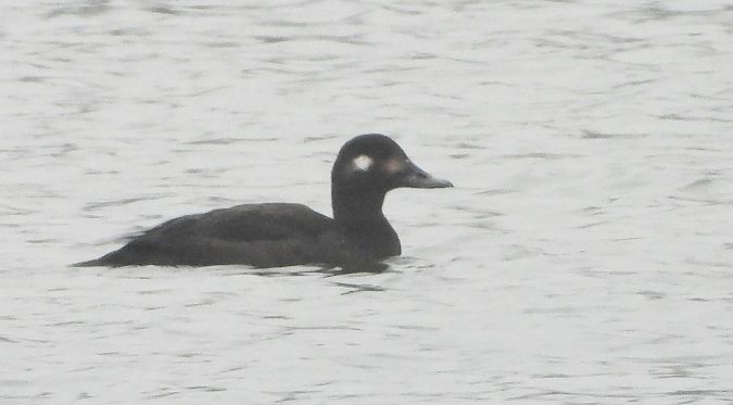 Macreuse brune  - Hubert Blatterer