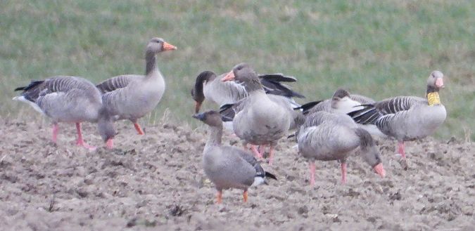 Tundra Bean Goose  - Hubert Blatterer