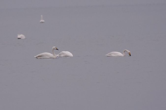 Cygne de Bewick  - Hubert Salzgeber