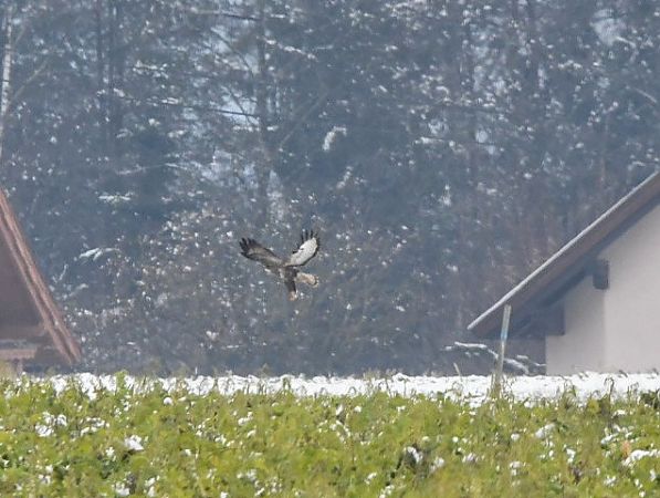 Oiseau indéterminé  - Johann Bartas
