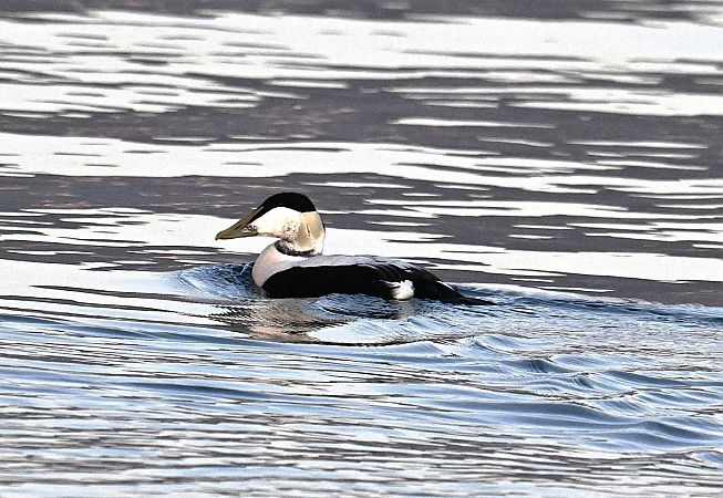 Eider à duvet  - Karl Heinz Krainer