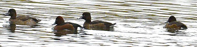 Fuligule nyroca  - Karl Heinz Krainer