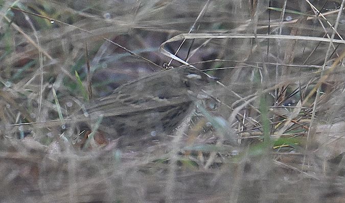 Pipit à dos olive  - Karl Heinz Krainer