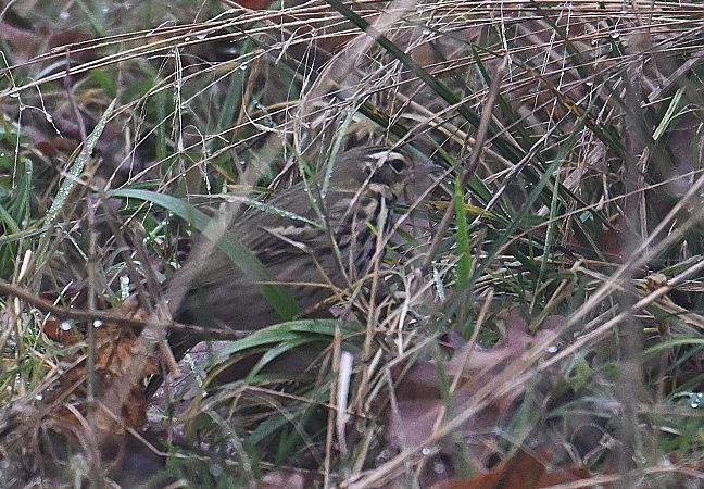 Pipit à dos olive  - Karl Heinz Krainer