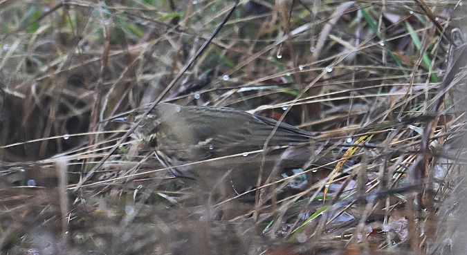 Pipit à dos olive  - Karl Heinz Krainer