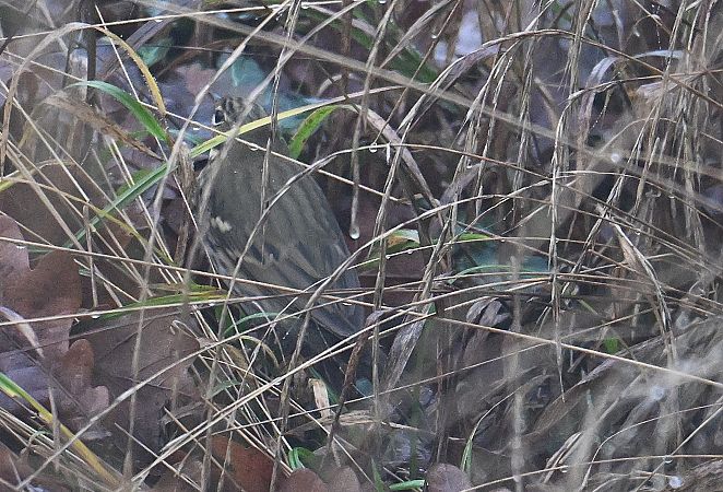 Pipit à dos olive  - Karl Heinz Krainer