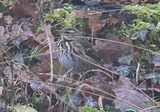 Pipit à dos olive  - Karl Heinz Krainer