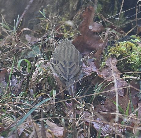 Pipit à dos olive  - Karl Heinz Krainer