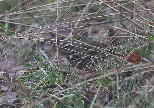 Pipit à dos olive  - Karl Heinz Krainer