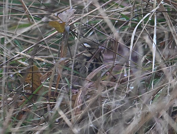 Pipit à dos olive  - Karl Heinz Krainer