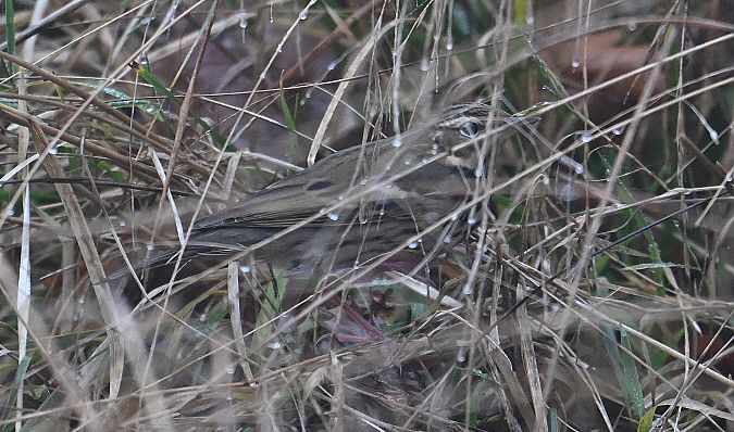 Pipit à dos olive  - Karl Heinz Krainer