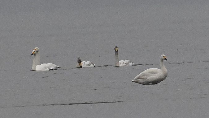 Cygne de Bewick  - Karl Heinz Krainer
