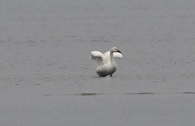Cygne de Bewick  - Karl Heinz Krainer