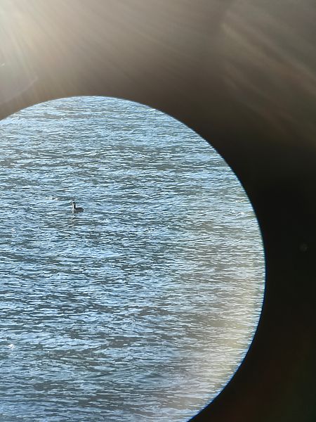 Grèbe esclavon  - Christiane (nane) Steinbacher