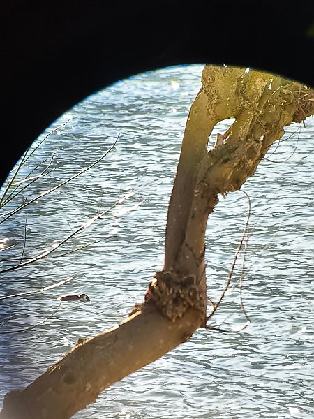 Grèbe esclavon  - Christiane (nane) Steinbacher