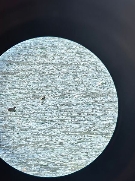 Grèbe esclavon  - Christiane (nane) Steinbacher