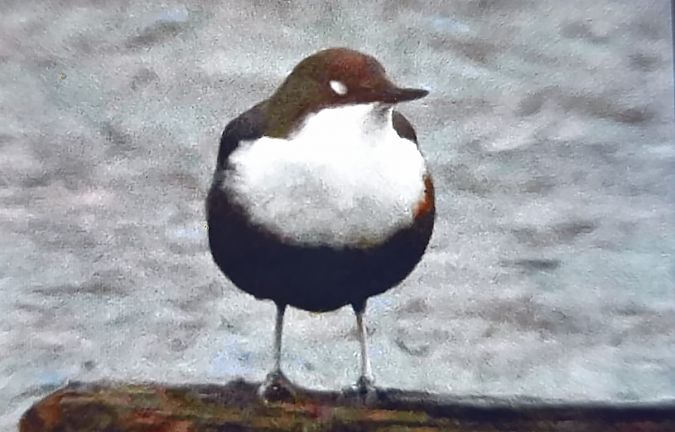 Cincle plongeur  - Anonyme