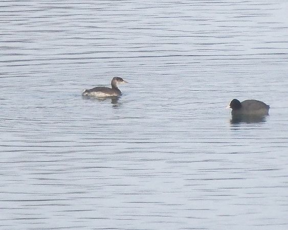 Grèbe jougris  - Martin Haidvogl