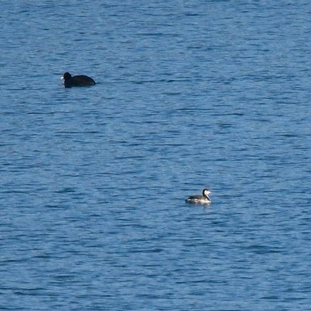 Grèbe esclavon  - Martin Haidvogl