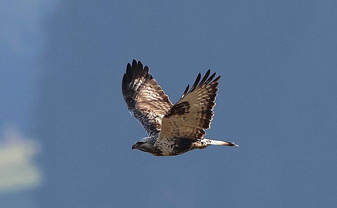 Buse pattue  - Jiri Vratny