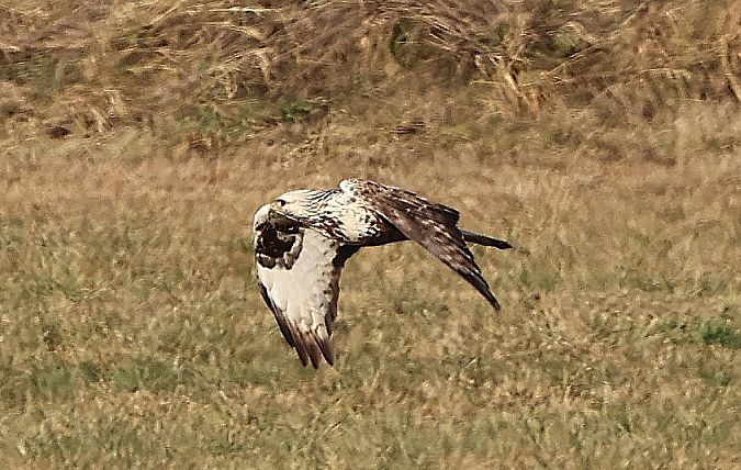 Buse pattue  - Jiri Vratny