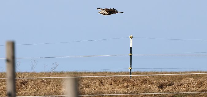 Buse pattue  - Jiri Vratny