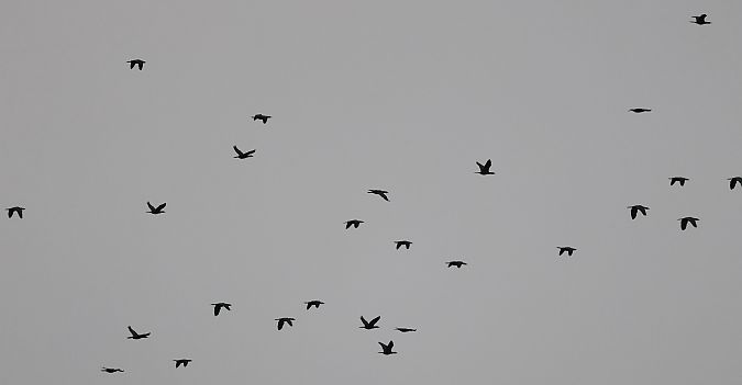 Cormoran pygmée  - Jiri Vratny