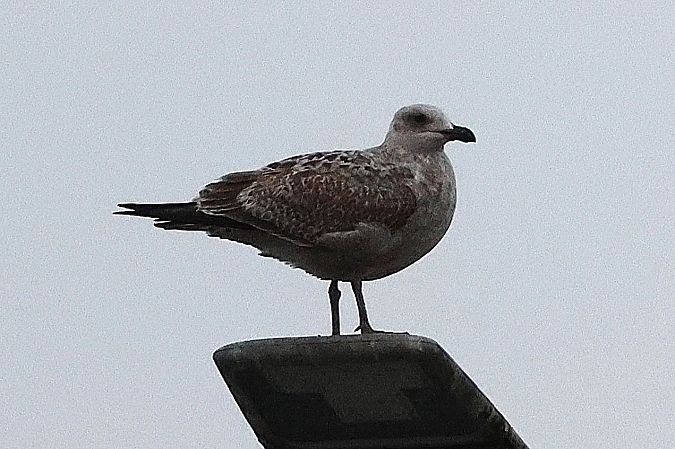 Goéland argenté  - Jiri Vratny