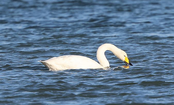 Cygne chanteur  - Jiri Vratny