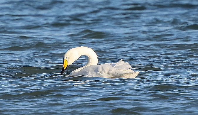 Cygne chanteur  - Jiri Vratny
