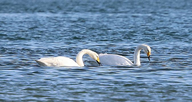 Cygne chanteur  - Jiri Vratny