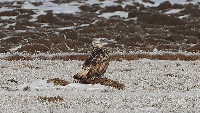 Buse pattue  - Jiri Vratny