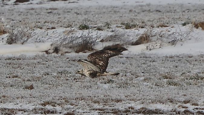 Buse pattue  - Jiri Vratny