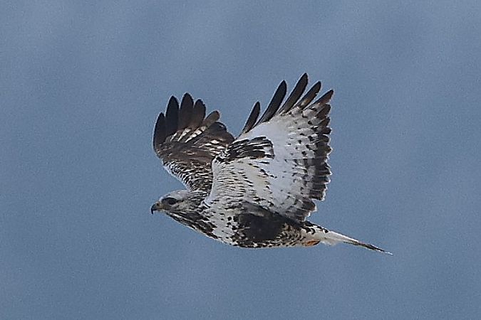 Buse pattue  - Jiri Vratny