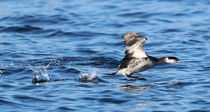 Grèbe esclavon  - Jiri Vratny