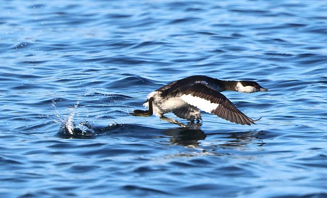 Grèbe esclavon  - Jiri Vratny