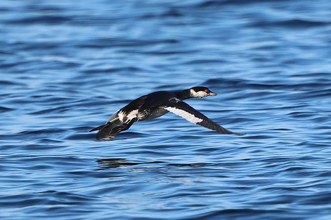 Grèbe esclavon  - Jiri Vratny