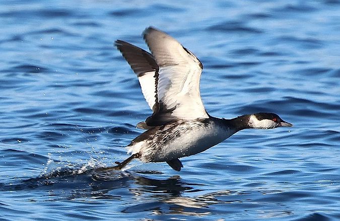 Ohrentaucher  - Jiri Vratny