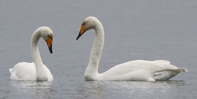 Cygne chanteur  - Jiri Vratny