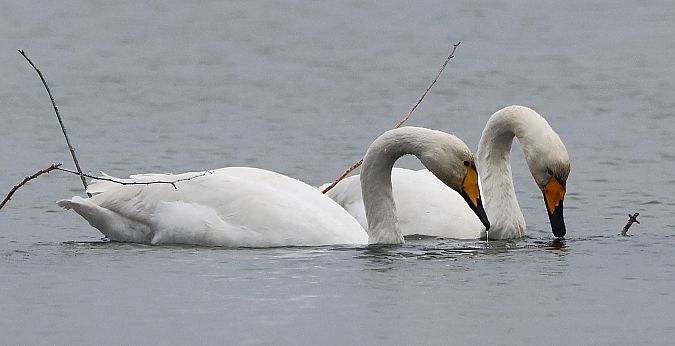 Cygne chanteur  - Jiri Vratny
