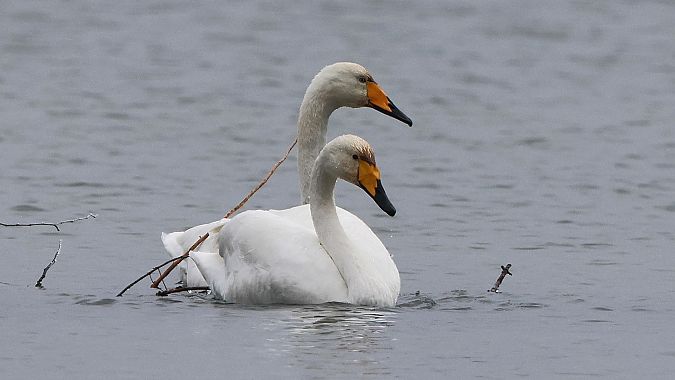 Cygne chanteur  - Jiri Vratny