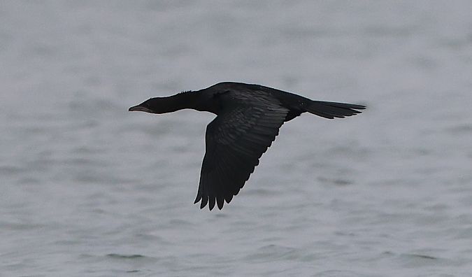 Cormoran pygmée  - Jiri Vratny