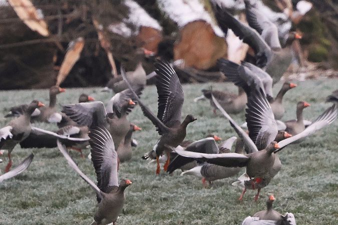 Oie de la toundra  - Jiri Vratny