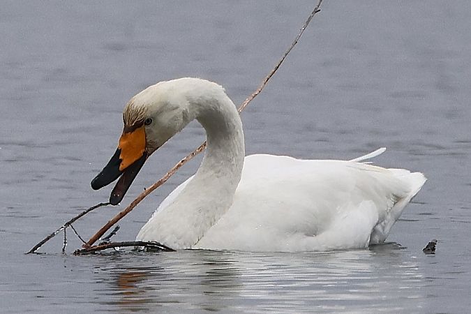 Cygne chanteur  - Jiri Vratny