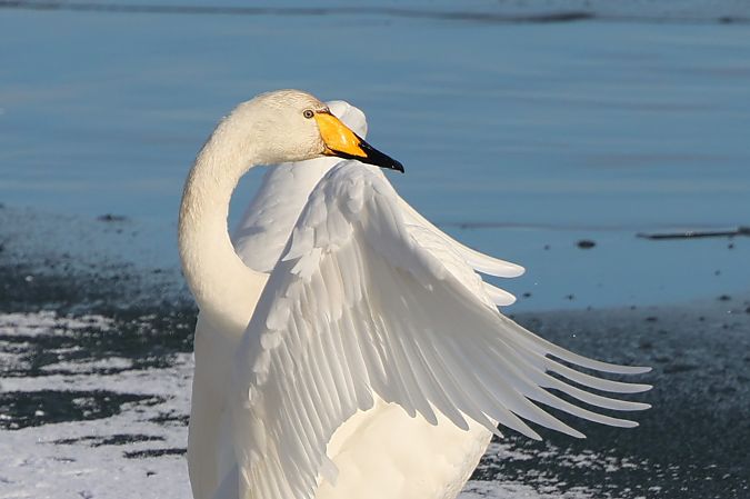 Cygne chanteur  - Jiri Vratny