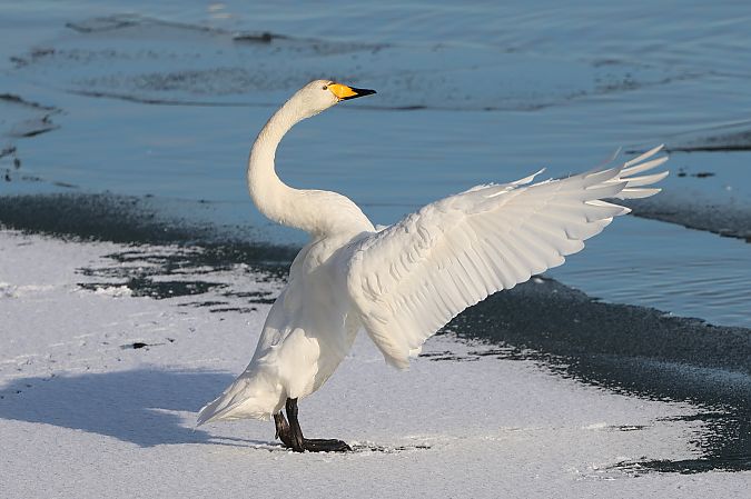 Cygne chanteur  - Jiri Vratny