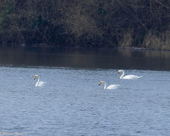 Cygne chanteur  - Anita Zaabi