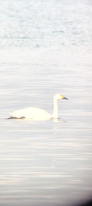 Cygne de Bewick  - Johannes Jäger