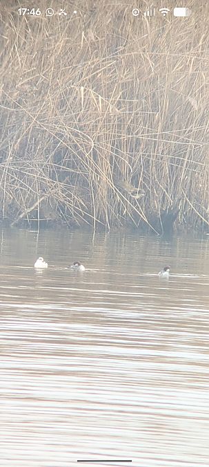 Harle piette  - Johannes Jäger