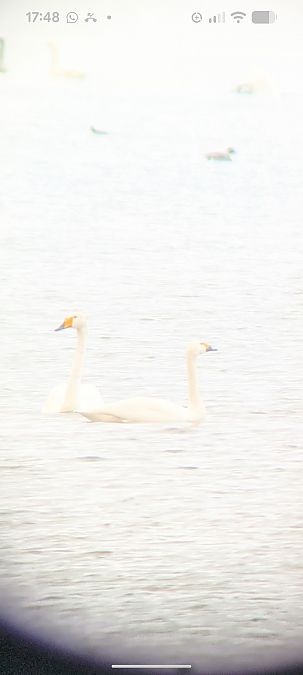Cygne de Bewick  - Johannes Jäger
